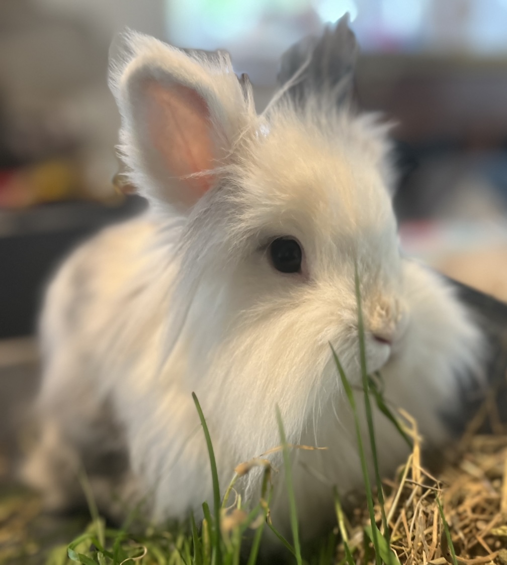 Hibiscus : Lapine