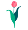 tulipe