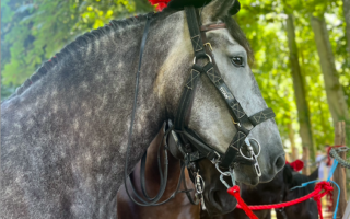 Chevaux en médiation
