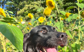 Nenette - Chienne devant des tournesols