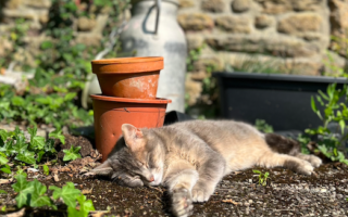 Min-Hee - Chatte