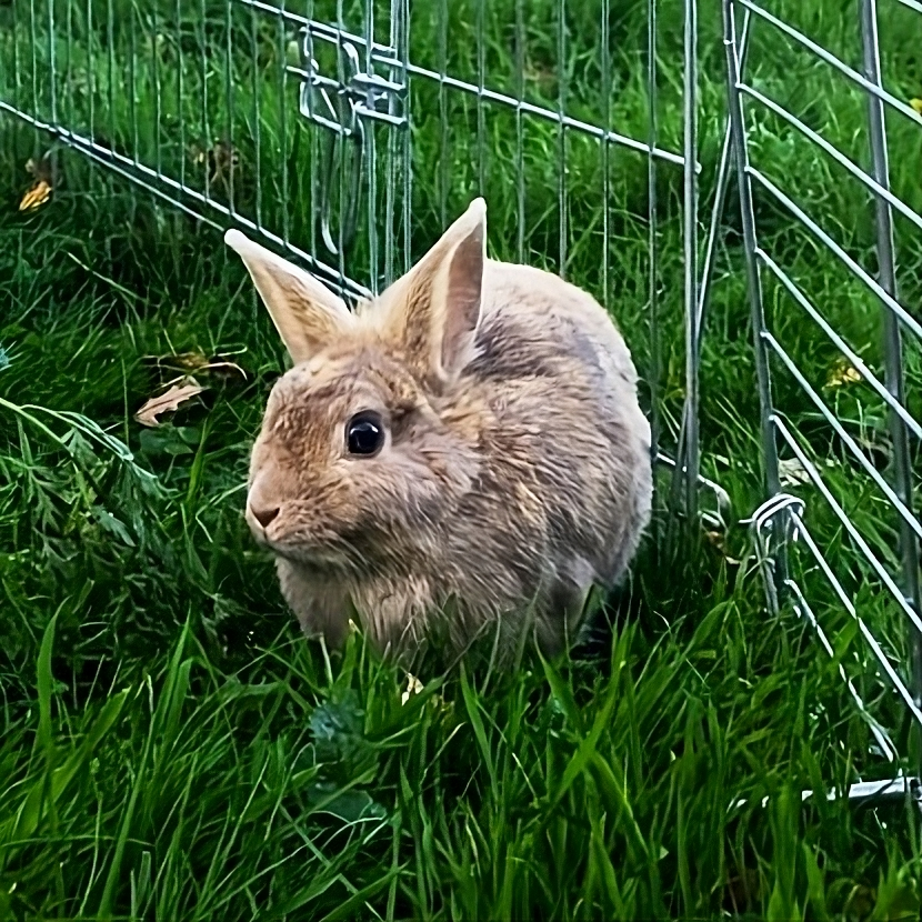 Fenouil - Lapine