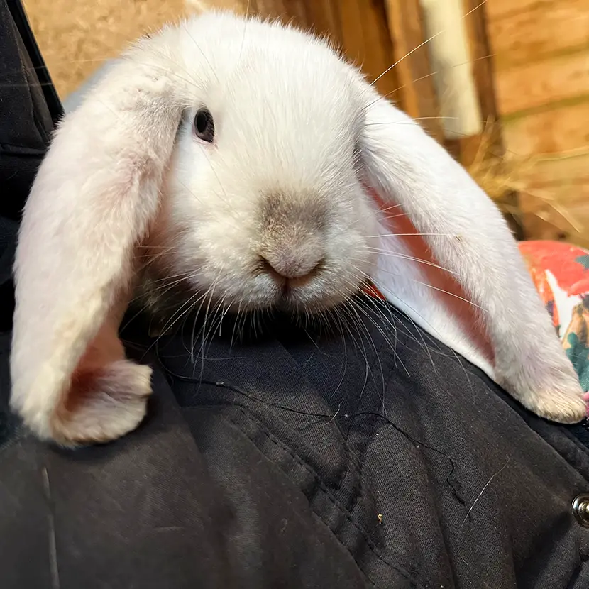 Violette - Lapine
